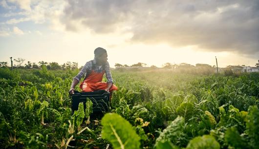 Growing forward by looking back: How utilising historic grains could improve soil health and aid climate targets 