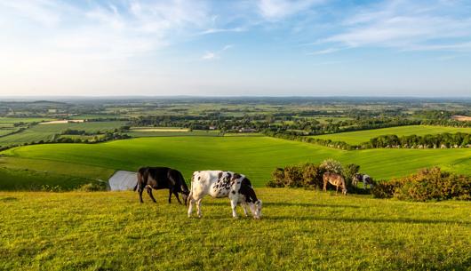 A taste of the CMA’s green claims supply chain guidance