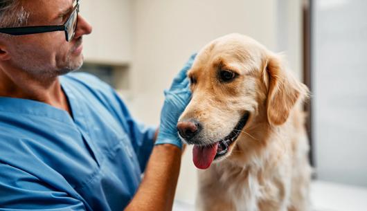 Six minutes from crisis to covered: How artificial intelligence is transforming pet insurance claims